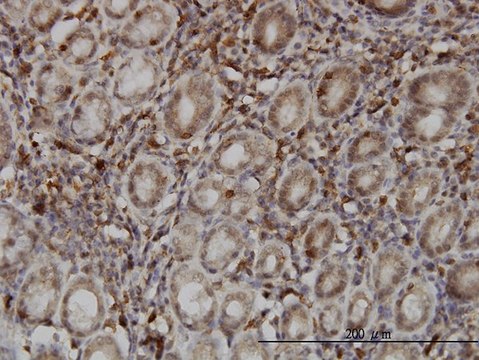 Monoclonal Anti-SENP6 antibody produced in