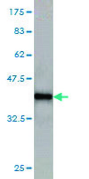 Monoclonal Anti-KAL1 antibody produced in