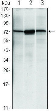 Monoclonal Anti-HSPA5 antibody produced in