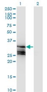 Monoclonal Anti-HAGH antibody produced in