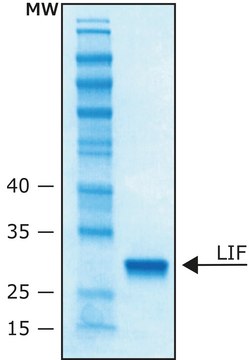 Leukemia Inhibitory Factor human