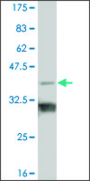 Monoclonal Anti-TBX18 antibody produced in