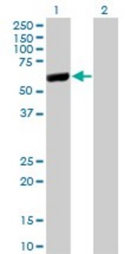 Monoclonal Anti-LAP3 antibody produced in