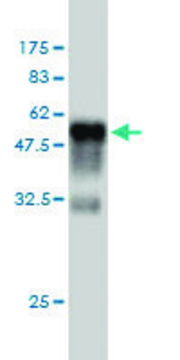 Monoclonal Anti-RIT2 antibody produced in