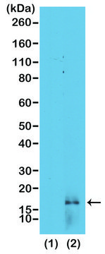 Anti-Dimethyl Histone H3 (Lys14) antibody,