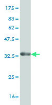 Monoclonal Anti-STMN2 antibody produced in