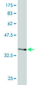 Monoclonal Anti-EIF3S3 antibody produced in