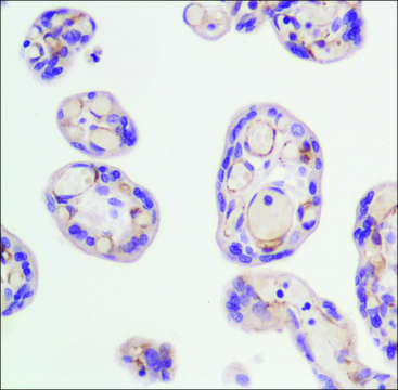 Anti-FLK-1 (mouse) antibody, Rabbit monoclonal