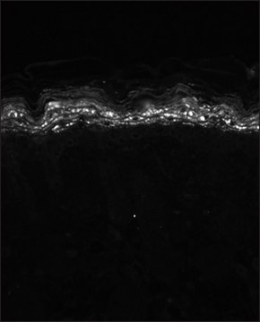 Monoclonal Anti-KCNA5 antibody produced in