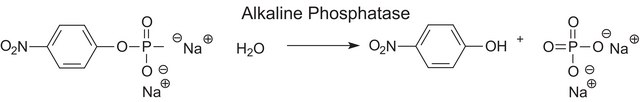 Phosphatase, Alkaline from bovine intestinal