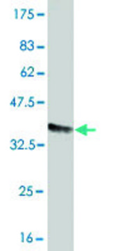 Monoclonal Anti-FCGR2A antibody produced in