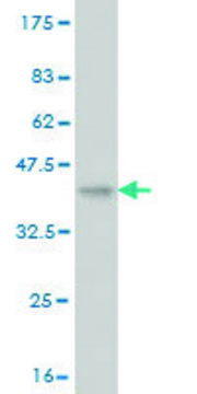 Monoclonal Anti-VPS18 antibody produced in