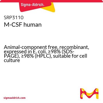 M-CSF human