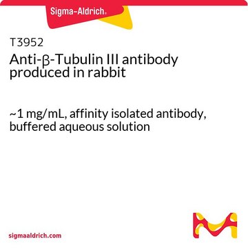 Anti-?-Tubulin III antibody produced in