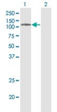 Monoclonal Anti-PLD2 antibody produced in