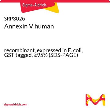 Annexin V human