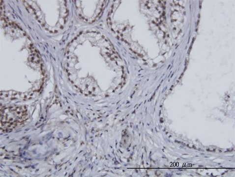 Monoclonal Anti-ESPL1 antibody produced in