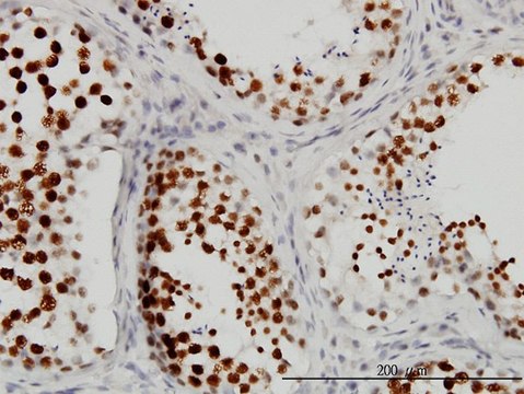 Monoclonal Anti-CSTF3 antibody produced in
