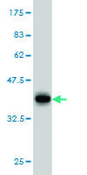 Monoclonal Anti-ERH antibody produced in