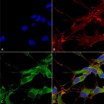 Monoclonal Anti-Fgfa/Fhfa (Pan) antibody produced
