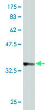 Monoclonal Anti-AP3B1 antibody produced in