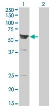 Monoclonal Anti-ARHGEF5 antibody produced in