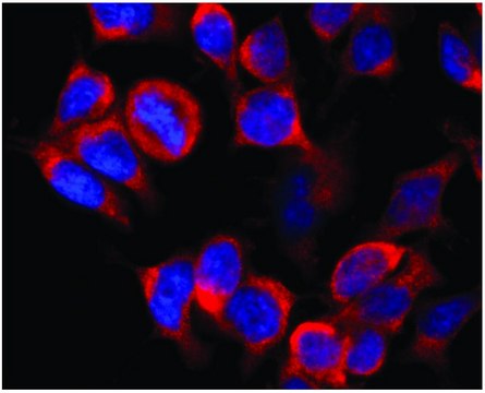 Monoclonal Anti-Kinesin (heavy chain) antibody