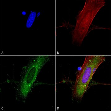 Monoclonal Anti-Amigo-1 antibody produced in