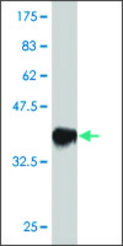 Monoclonal Anti-TFAP2C antibody produced in