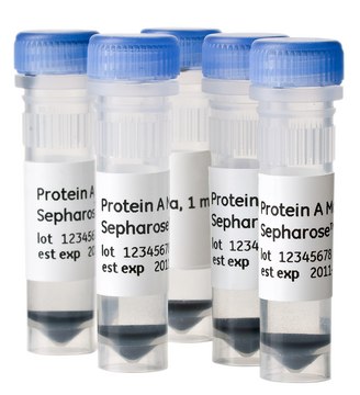 Protein A Mag Sepharose™ Xtra