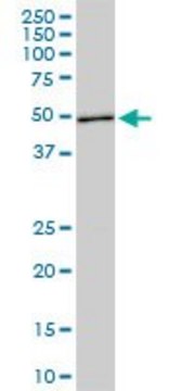 Monoclonal Anti-ASB10 antibody produced in