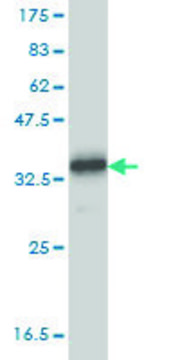 Monoclonal Anti-TYRO3 antibody produced in