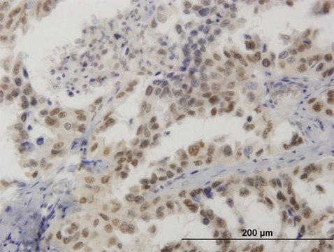 Monoclonal Anti-HMG20B antibody produced in