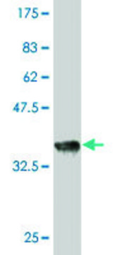 Monoclonal Anti-RAPGEF2 antibody produced in