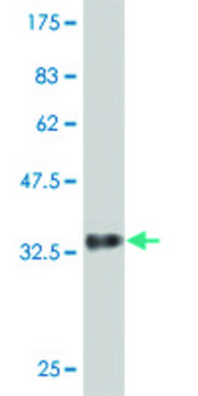 Monoclonal Anti-DENR antibody produced in