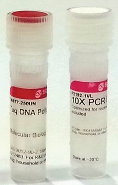 Taq DNA Polymerase from Thermus