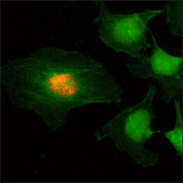 Anti-Phospho-Histone H2A/H4 (Ser1) antibody, Rabbit
