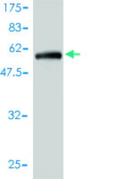 Monoclonal Anti-C1orf163 antibody produced in