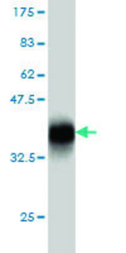 Monoclonal Anti-NBL1 antibody produced in