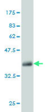 Monoclonal Anti-MUC5AC antibody produced in