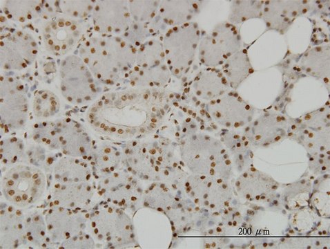 Monoclonal Anti-SPSB2 antibody produced in