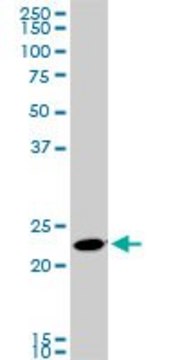 Monoclonal Anti-RAB11A antibody produced in