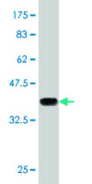 Monoclonal Anti-MTF1 antibody produced in