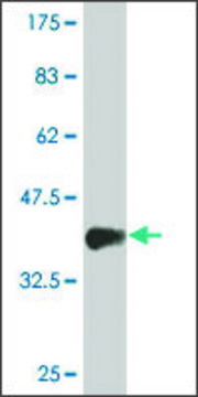 Monoclonal Anti-MIXL1 antibody produced in