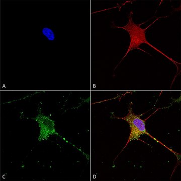 Monoclonal Anti-Git1 - Rpe antibody