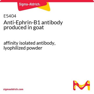 Anti-Ephrin-B1 antibody produced in goat
