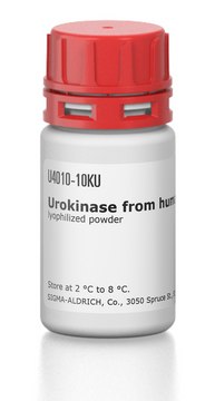 Urokinase from human kidney cells