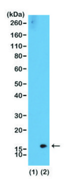 Anti-Dimethyl-Histone H3 (Lys36) antibody, Rabbit