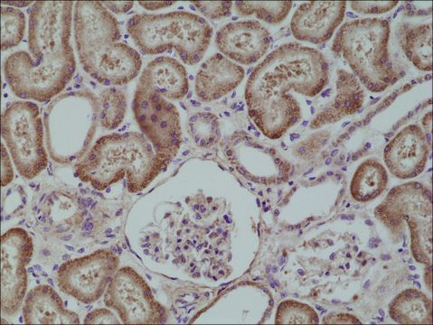 Anti-BRAFantibody, Rabbit Monoclonal