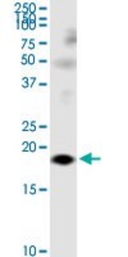 Monoclonal Anti-LY86 antibody produced in